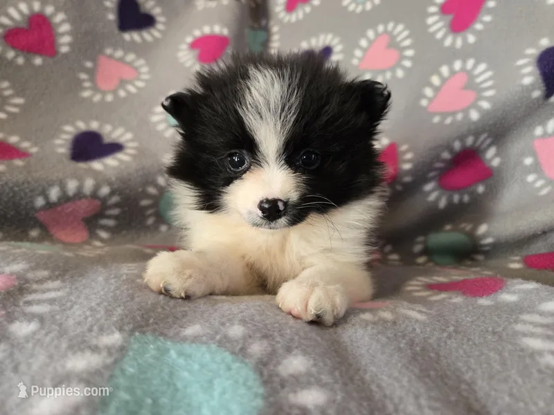 Pomeranian  – Pomeranian puppy for sale in Buffalo, NY