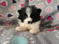 Pomeranian , a female Pomeranian for sale in Buffalo, NY – Photo 1 of 6