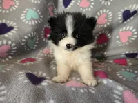Pomeranian , a female Pomeranian for sale in Buffalo, NY – Photo 2 of 6