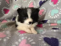 Pomeranian , a female Pomeranian for sale in Buffalo, NY – Photo 6 of 6