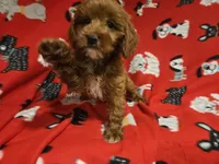 Cavapoo, a male Cavapoo for sale in Buffalo, NY – 4 of 5