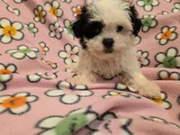 Maltese / Terrier, a female Maltese for sale in Buffalo, NY – 2 of 4
