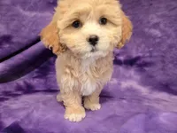 Shihpoo, a female Shihpoo for sale in Buffalo, NY – 1 of 6