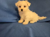 Maltese , a male Maltese for sale in Buffalo, NY – 4 of 4