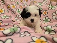 Maltese / Terrier, a female Maltese for sale in Buffalo, NY – 4 of 4