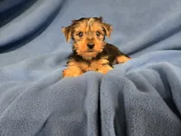Yorkie Terrier, a male Yorkshire Terrier for sale in Buffalo, NY – 2 of 5