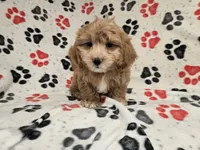 Shihpoo, a male Shihpoo for sale in Buffalo, NY – 2 of 4