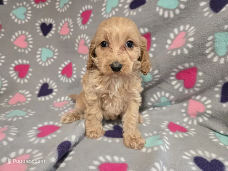 Cockapoo – Cockapoo puppy for sale in Buffalo, NY