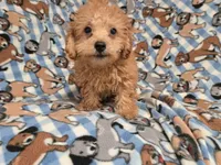 Yorkie poo, a male Yorkipoo for sale in Buffalo, NY – 4 of 5