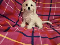 Cavachon, a female Cavachon for sale in Buffalo, NY – 2 of 4