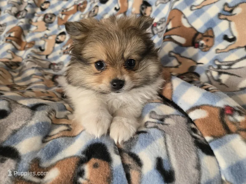 Pomeranian  – Pomeranian puppy for sale in Buffalo, NY