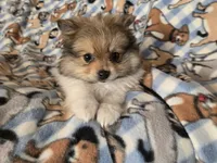 Pomeranian , a male Pomeranian for sale in Buffalo, NY – 1 of 5