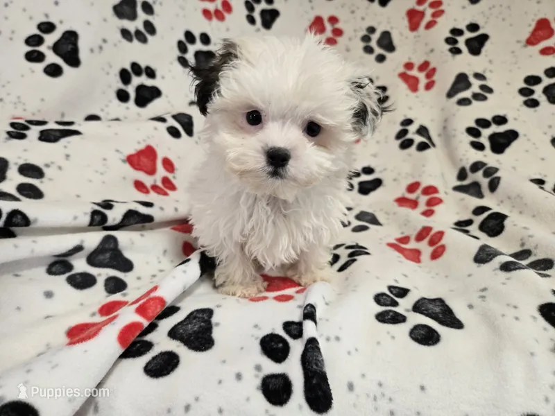 Maltese / shihtzu – Maltese, Shih Tzu puppy for sale in Buffalo, NY