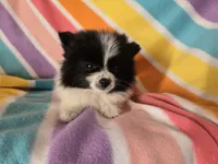 Pomeranian , a female Pomeranian for sale in Buffalo, NY – 5 of 5