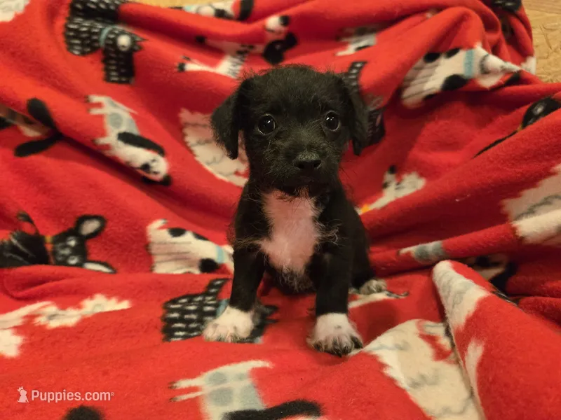 Chihuahua /Maltese – Chihuahua, Maltese puppy for sale in Buffalo, NY
