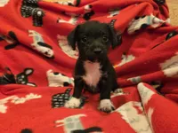 Chihuahua /Maltese, a male Chihuahua and Maltese for sale in Buffalo, NY – 1 of 5