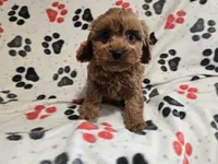 Cavapoo, a male Cavalier King Charles Spaniel and Poodle - Miniature  for sale in Buffalo, NY – 3 of 4