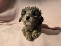 Toy poodle, a female Poodle - Toy  for sale in Buffalo, NY – Photo 3 of 5