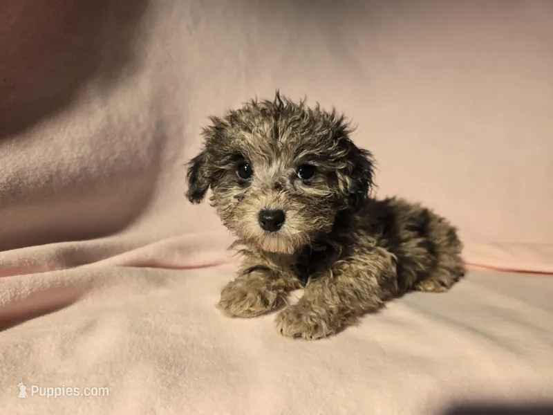 Toy poodle