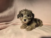 Toy poodle, a female Poodle - Toy  for sale in Buffalo, NY – Photo 1 of 5