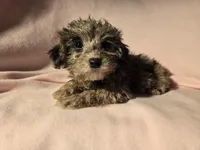 Toy poodle, a female Poodle - Toy  for sale in Buffalo, NY – Photo 5 of 5