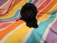 Cockapoo, a female Cockapoo for sale in Buffalo, NY – 2 of 4
