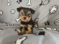 Yorkie Terrier, a male Yorkshire Terrier for sale in Buffalo, NY – 5 of 5