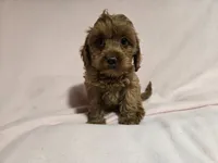 Cockapoo, a female Cockapoo for sale in Buffalo, NY – 1 of 5