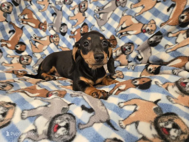 Mini Dachshund – Miniature Dachshund puppy for sale in Buffalo, NY