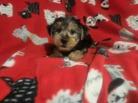 Yorkie Terrier, a male Yorkshire Terrier for sale in Buffalo, NY – 4 of 4