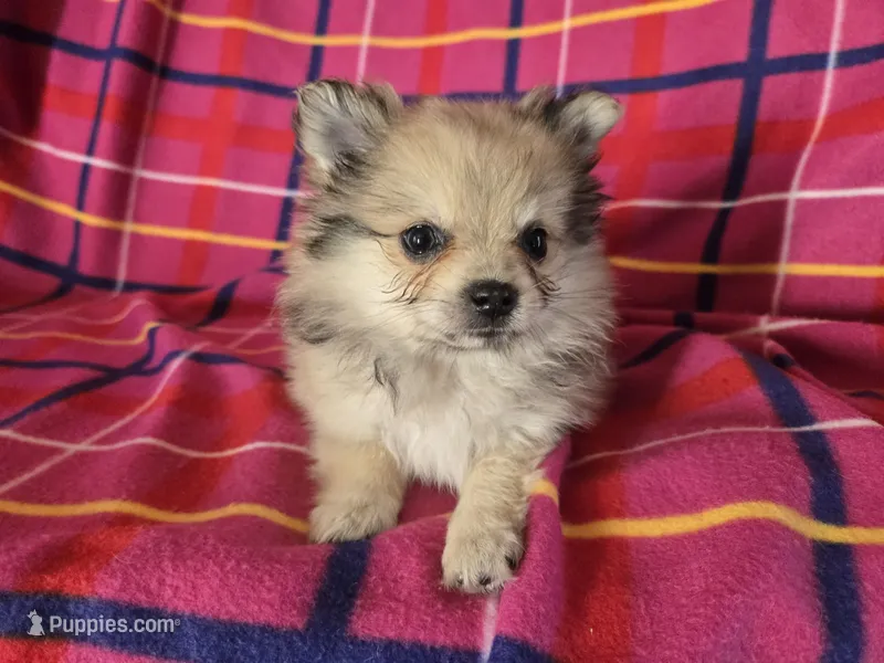 Pomeranian  – Pomeranian puppy for sale in Buffalo, NY