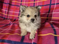 Pomeranian , a male Pomeranian for sale in Buffalo, NY – 1 of 4