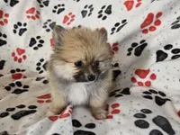 Pomeranian , a male Pomeranian for sale in Buffalo, NY – 2 of 6