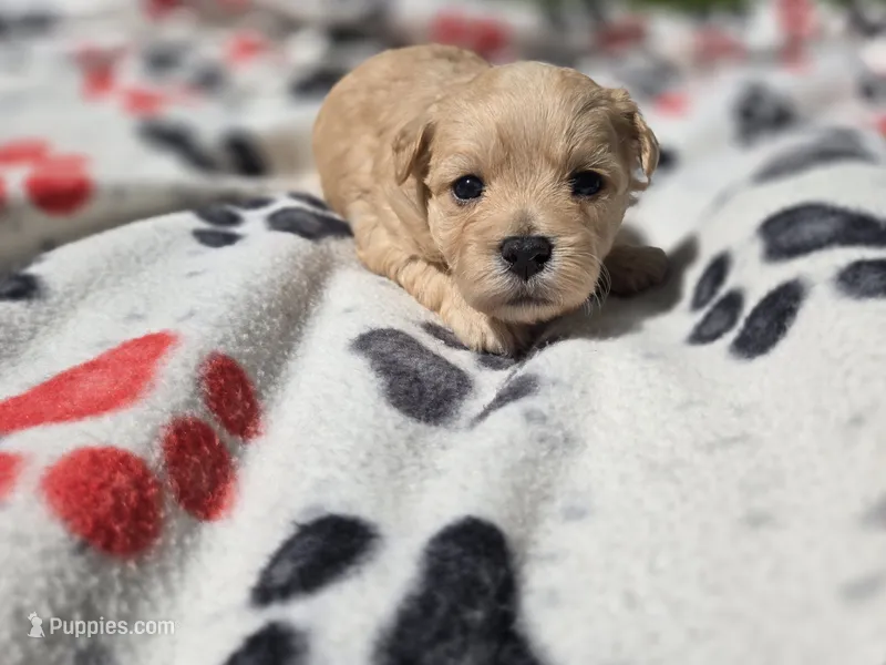 Shihpoo /Maltese  – Shihpoo, Maltese puppy for sale in Buffalo, NY