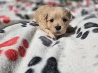 Shihpoo /Maltese , a male Shihpoo and Maltese for sale in Buffalo, NY – 1 of 5