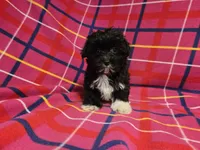 Morkie, a female Yorkshire Terrier for sale in Buffalo, NY – 2 of 4