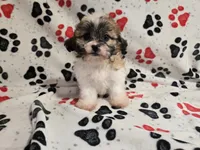 Bichon /Shih tzu , a male Bichon Frise and Shih Tzu for sale in Buffalo, NY – 2 of 4