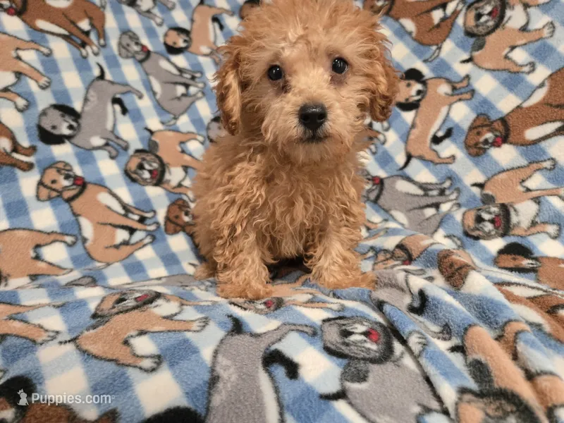 Yorkie poo – Yorkipoo puppy for sale in Buffalo, NY