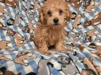 Yorkie poo, a male Yorkipoo for sale in Buffalo, NY – 1 of 5