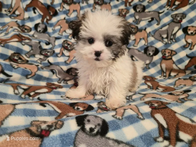 Maltese / shihtzu – Maltese, Shih Tzu puppy for sale in Buffalo, NY