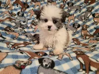 Maltese / shihtzu, a male Maltese and Shih Tzu for sale in Buffalo, NY – 1 of 4