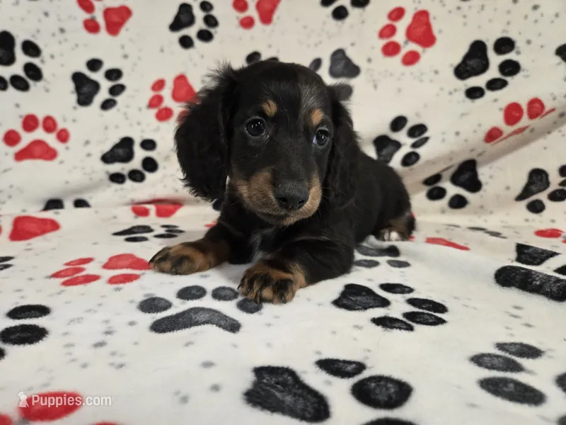 Mini Dachshund – Miniature Dachshund puppy for sale in Buffalo, NY