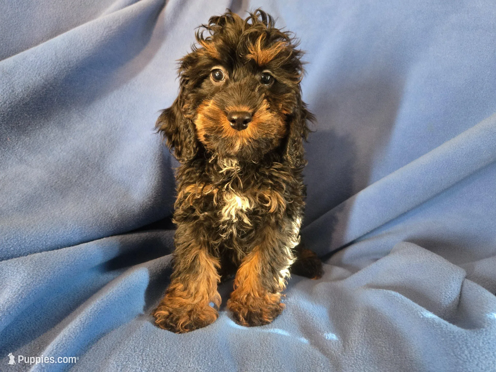 Cockapoo – Cocker Spaniel, Poodle - Miniature  puppy for sale in Buffalo, NY
