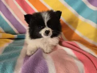 Pomeranian , a female Pomeranian for sale in Buffalo, NY – 4 of 5