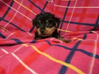 Yorkie Terrier, a female Yorkshire Terrier for sale in Buffalo, NY – 4 of 5