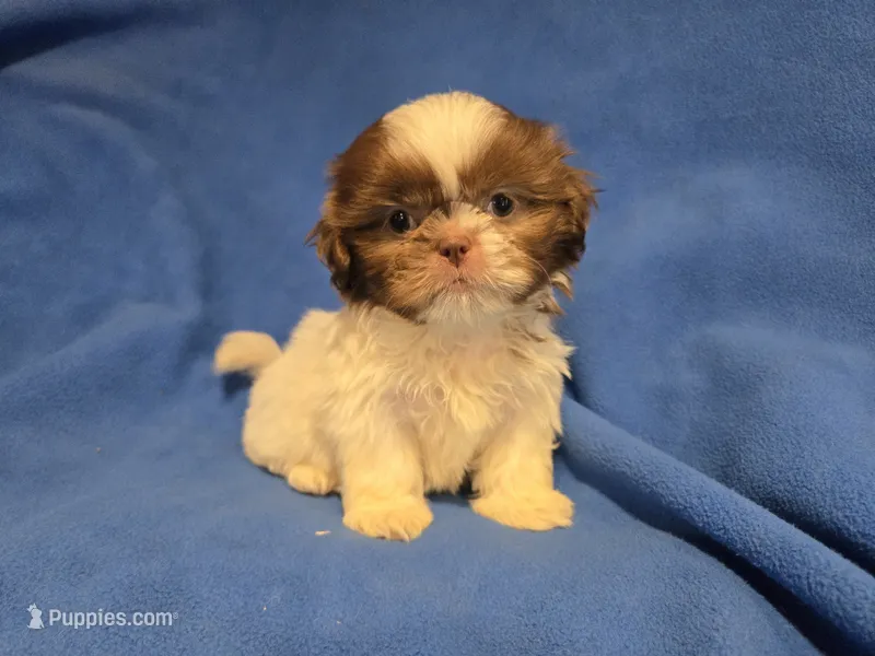 Shihtzu  – Shih Tzu puppy for sale in Buffalo, NY