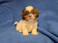 Shihtzu , a male Shih Tzu for sale in Buffalo, NY – 3 of 4