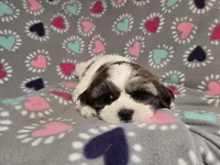 Shihtzu /Maltese mix , a female Maltese and Shih Tzu for sale in Buffalo, NY – 5 of 5