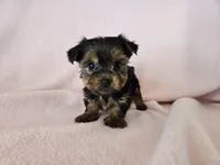 Yorkie Terrier, a female Yorkshire Terrier for sale in Buffalo, NY – 2 of 4