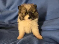 Pomeranian , a male Pomeranian for sale in Buffalo, NY – Photo 5 of 6